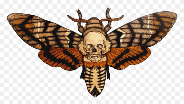 Бабочка Бражник мертвая голова