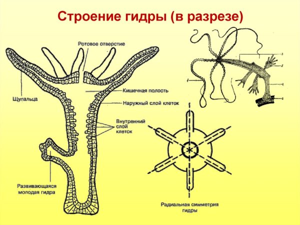 Внешнее строение пресноводной гидры