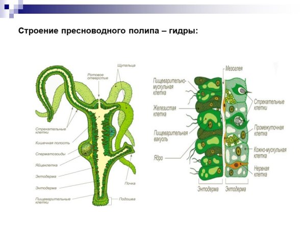 Пресноводный полип гидра строение