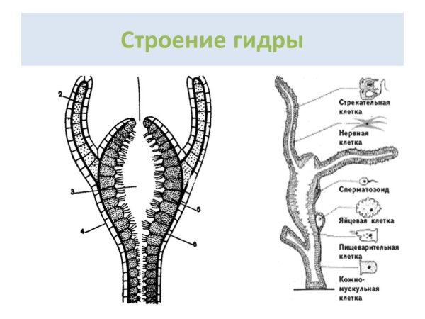 Кишечнополостные гидра схема