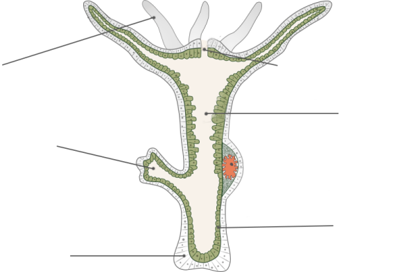Пресноводный полип гидра строение