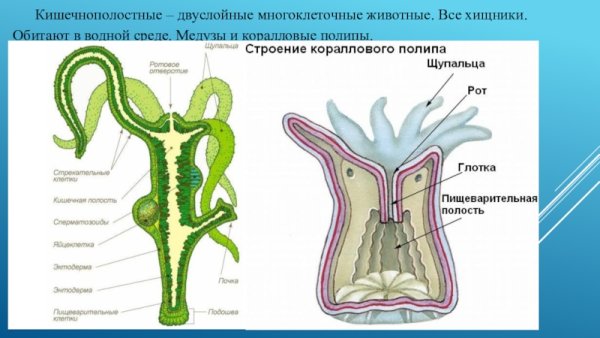 Гидра Пресноводная строение