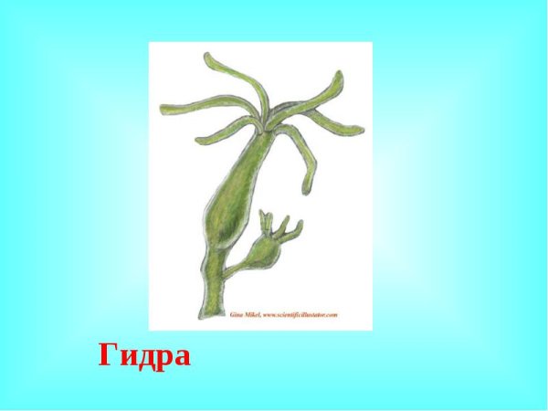 Диффузная нервная система гидры