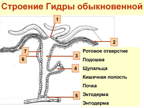Пресноводный полип гидра строение