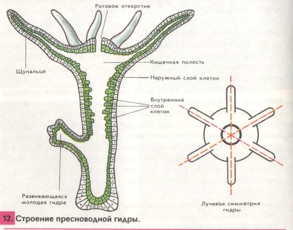 Пресноводный полип гидра строение
