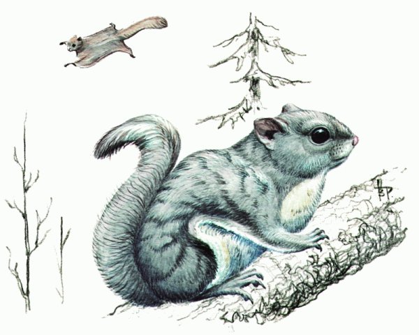 Голубой зверек Бианки