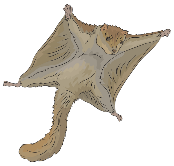 Белка летяга