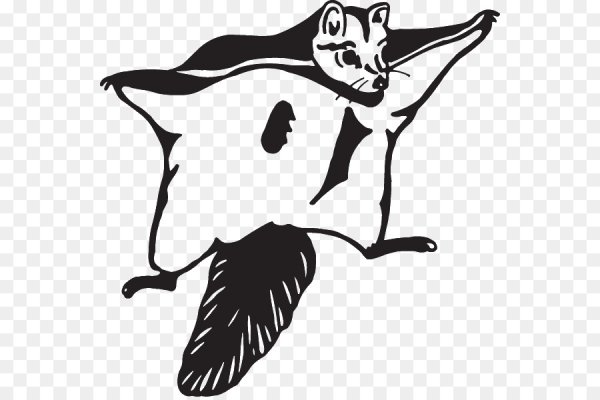 Белка летяга рисунок