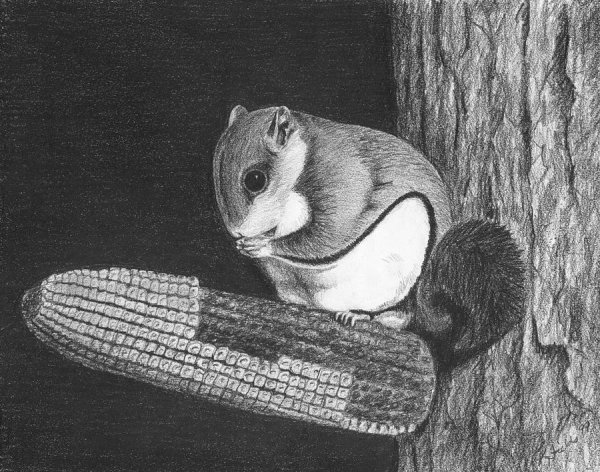 Белка летяга