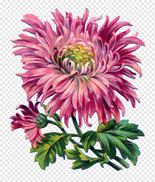 Астра каллистефус Вайт