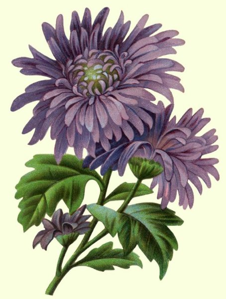 Botanical Aster