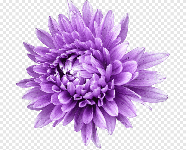 Пион ботан хризантемы