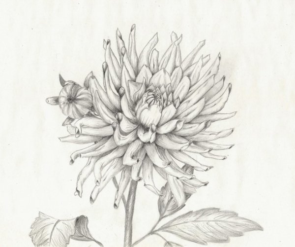 Цветок рисунок для детей