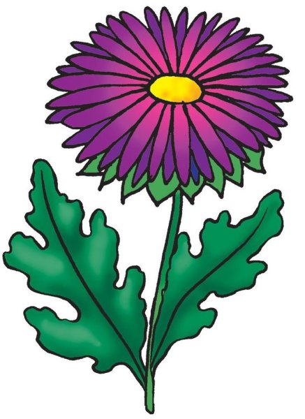 Цветы акварелью астры