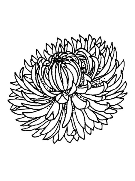 Астра цветок нарисовать