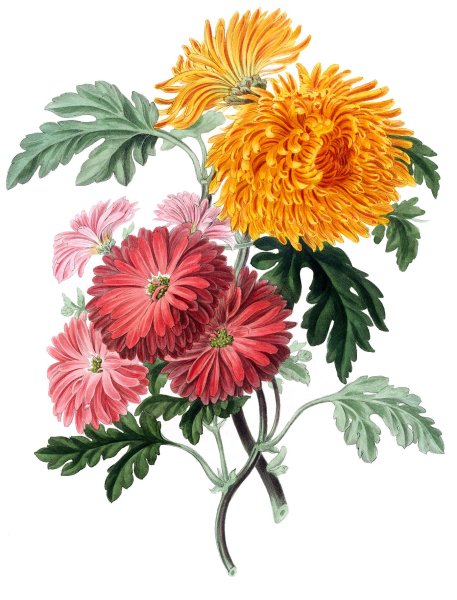 Рисование астры