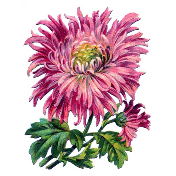 Беседина Анастасия художник хризантемы