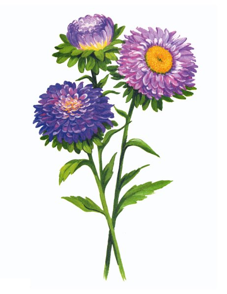 Хризантема Астра бархатцы чб