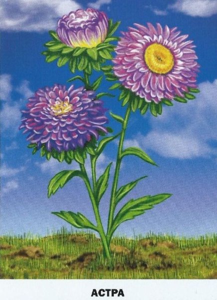 Астра новобельгийская рисунок