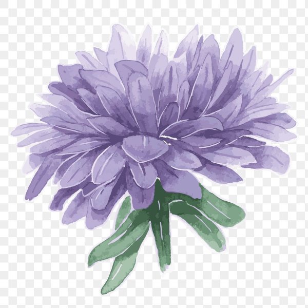 Астры цветными карандашами