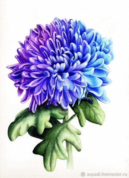 Хризантема Crimson