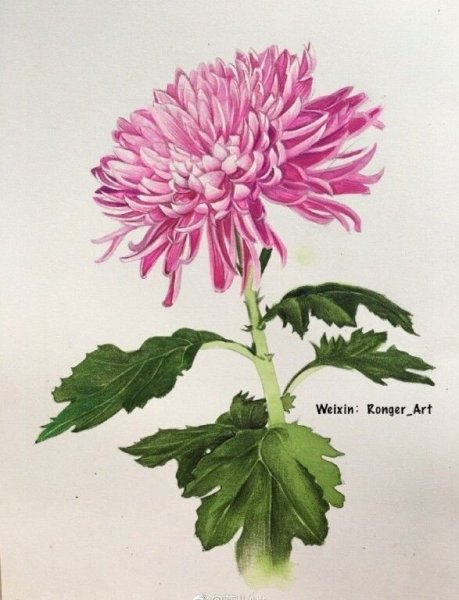 Раскраска Хризантема цветок