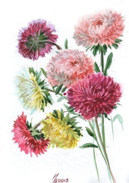 Хризантема Астра бархатцы чб