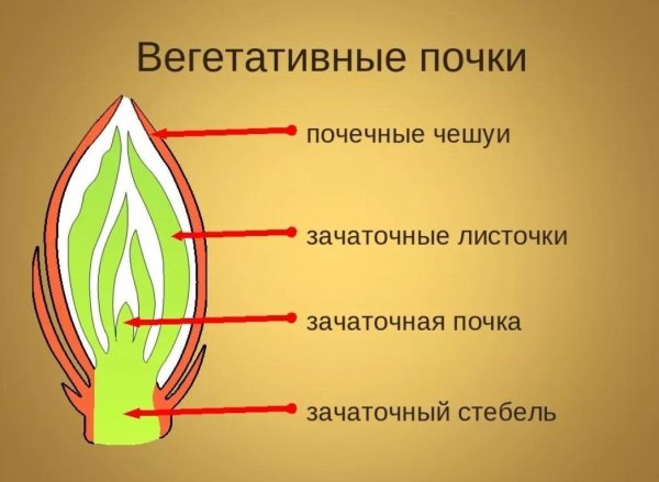 Строение почки растения