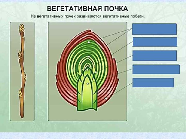 Вегетативная почка и генеративная почка
