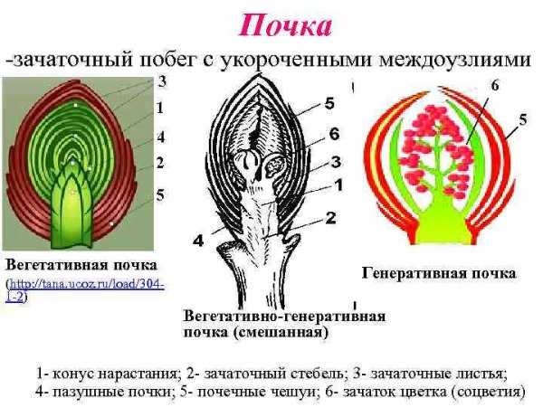 Вегетативная и генеративная почка