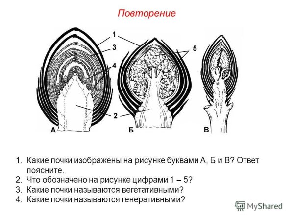 Строение вегетативной почки растения