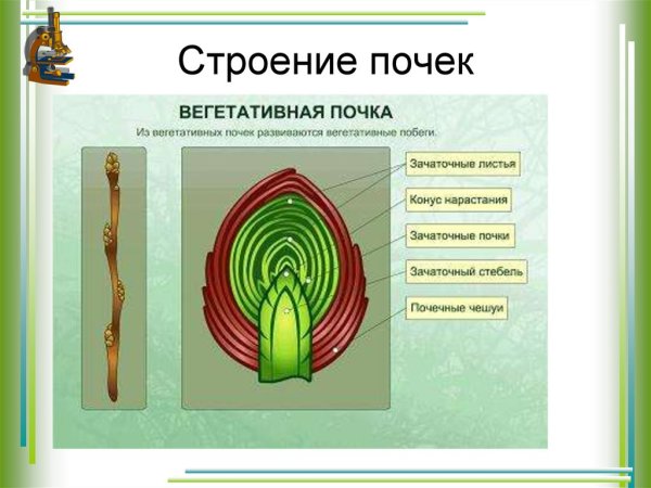 Строение генеративной почки растения