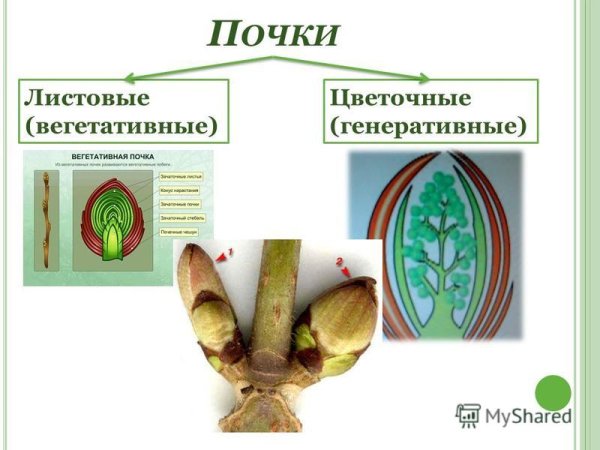 Почка представляет собой зачаточный побег
