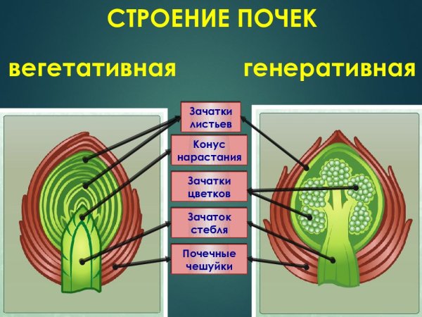 Вегетативная почка и генеративная почка