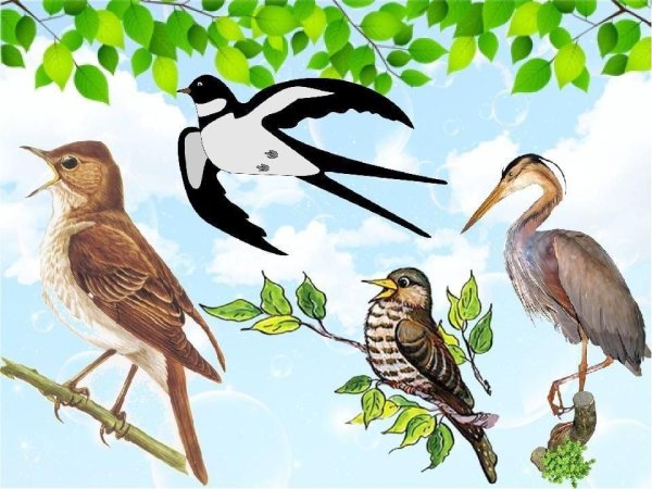Птицы пернатые друзья