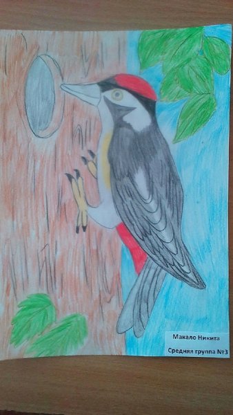 Рисунки птиц с названиями