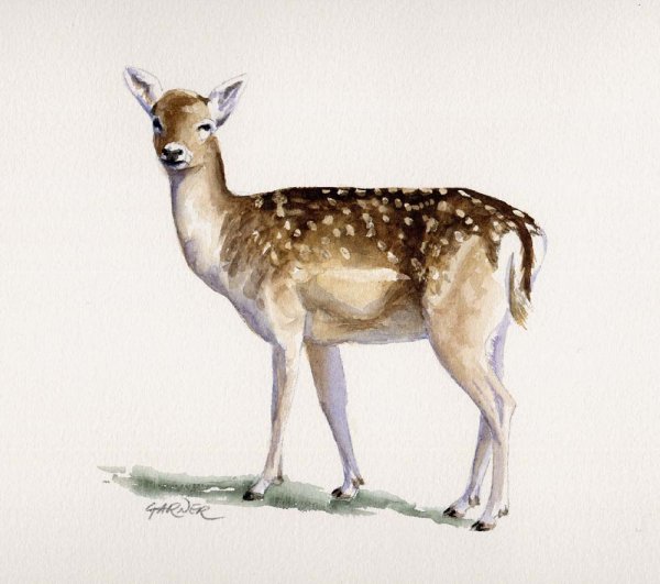 Картина лани