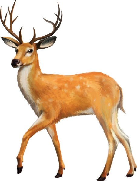Олень рисунок