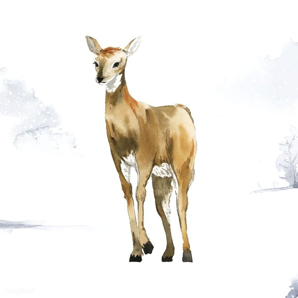 Безрогая Лань