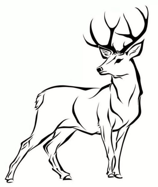 Рисунок оленя для срисовки