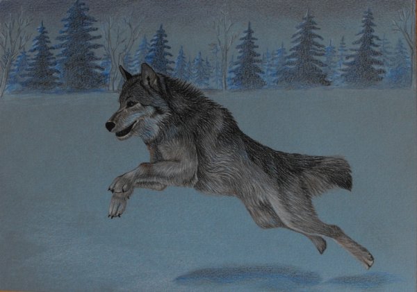 Волк рисунок