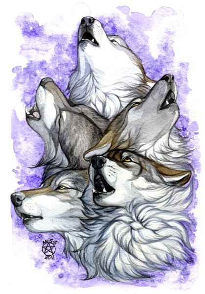 Волк акварелью