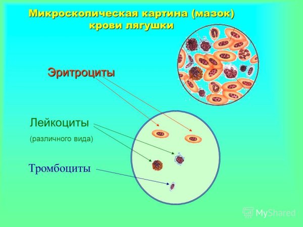 Лейкоциты в крови лягушки строение