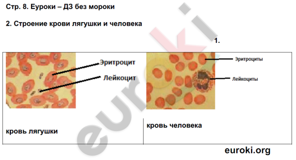 Лейкоциты в крови лягушки строение