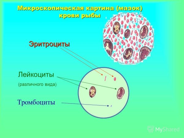 Кровь лягушки в микроскопе лейкоциты