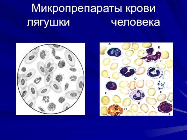 Лейкоциты в крови лягушки строение