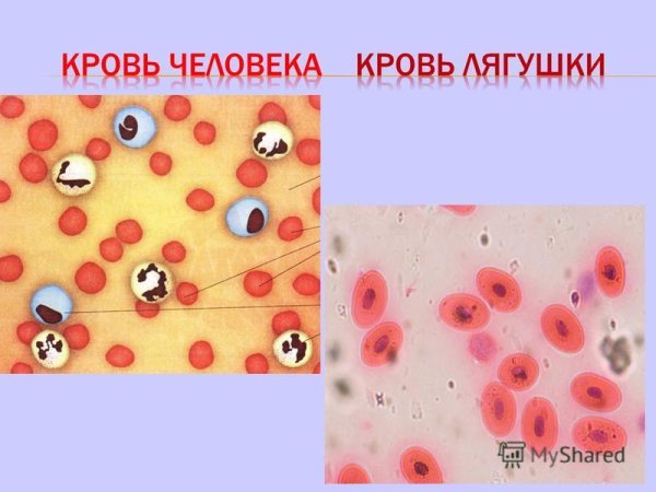 Эритроциты крови человека рисунок