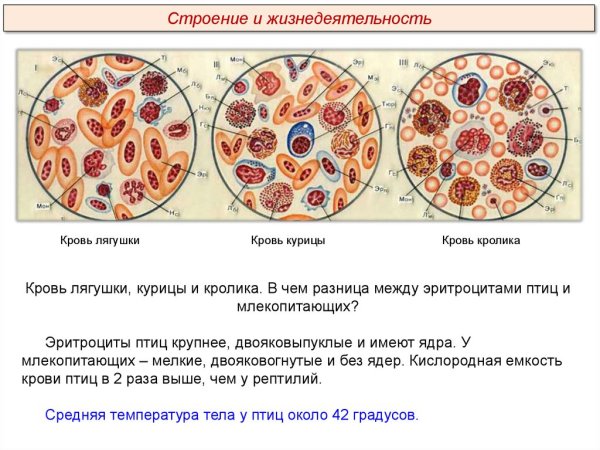 Структуры клеток крови лягушки