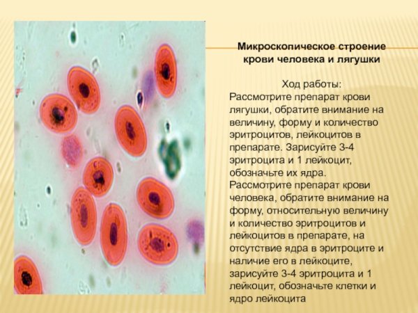 Микроскопическое строение эритроцитов лягушки