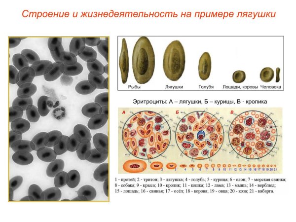 Строение эритроцитов земноводного